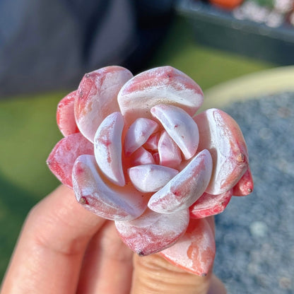 Echeveria Special Trumso Succulent Plant A