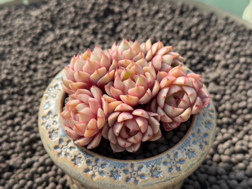 Echeveria Bed Badis Imported Succulent Plant