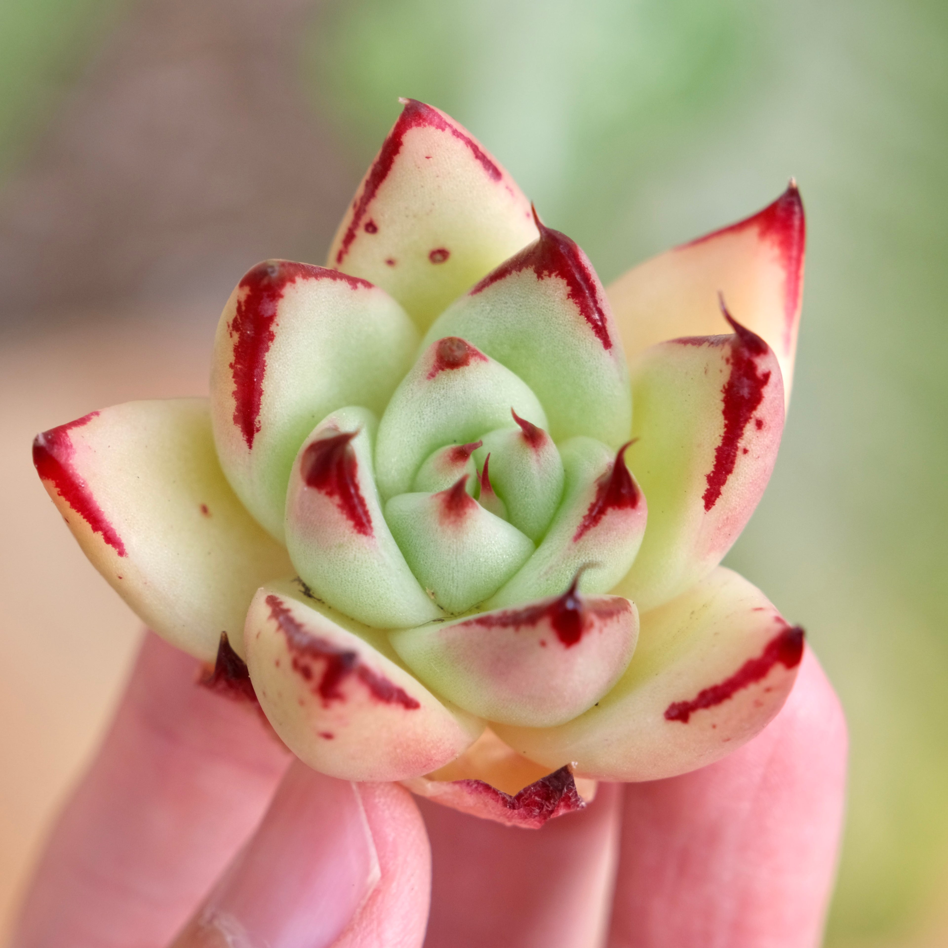 Echeveria agavoides hybrid Korean Succulent Plant