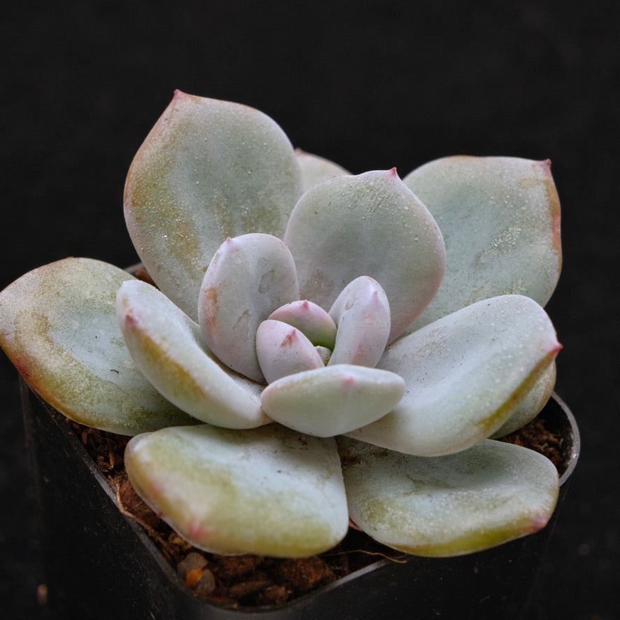 Echeveria Cream Tea Hybrid Korean Succulent Plant