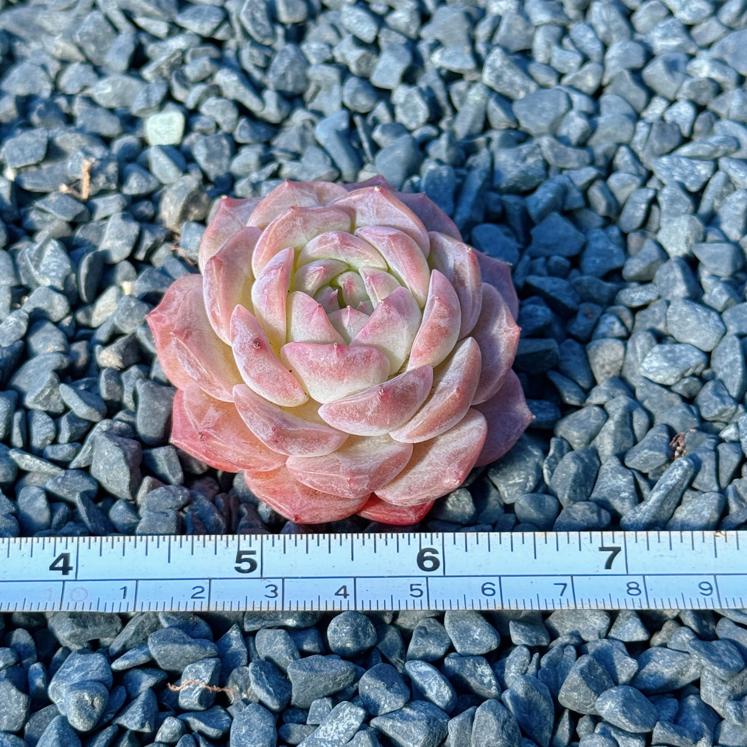 Echeveria Jelly Hybrid Succulent Plant F