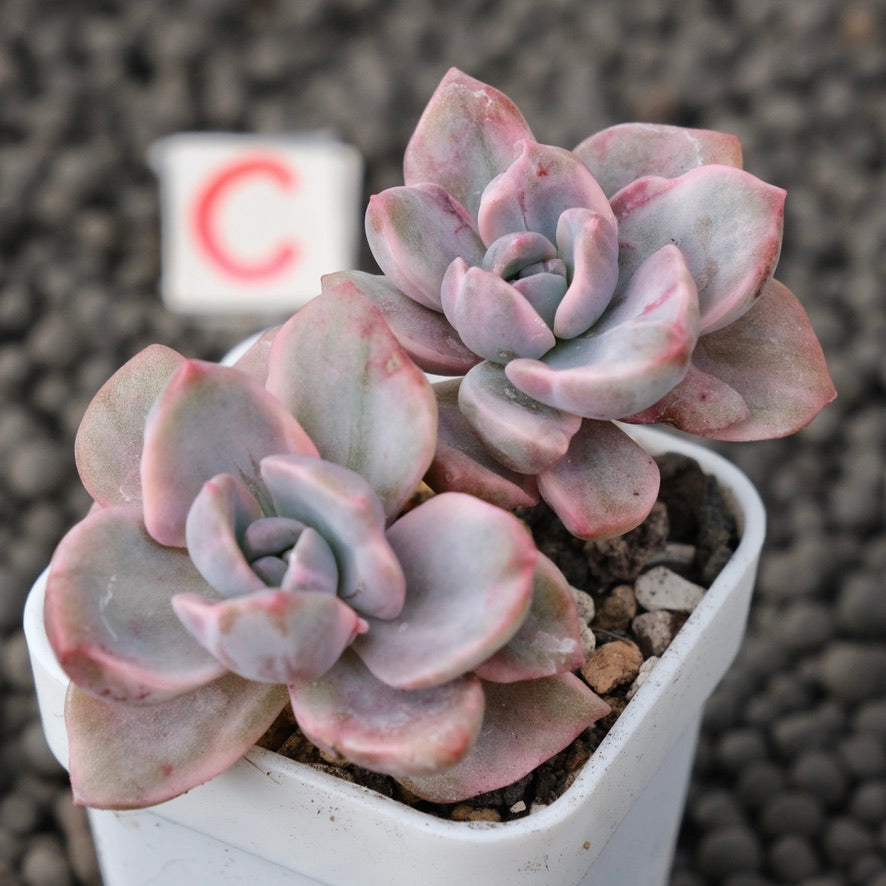 Variegated Graptoveria Mrs. Richards Imported Succulent Plant