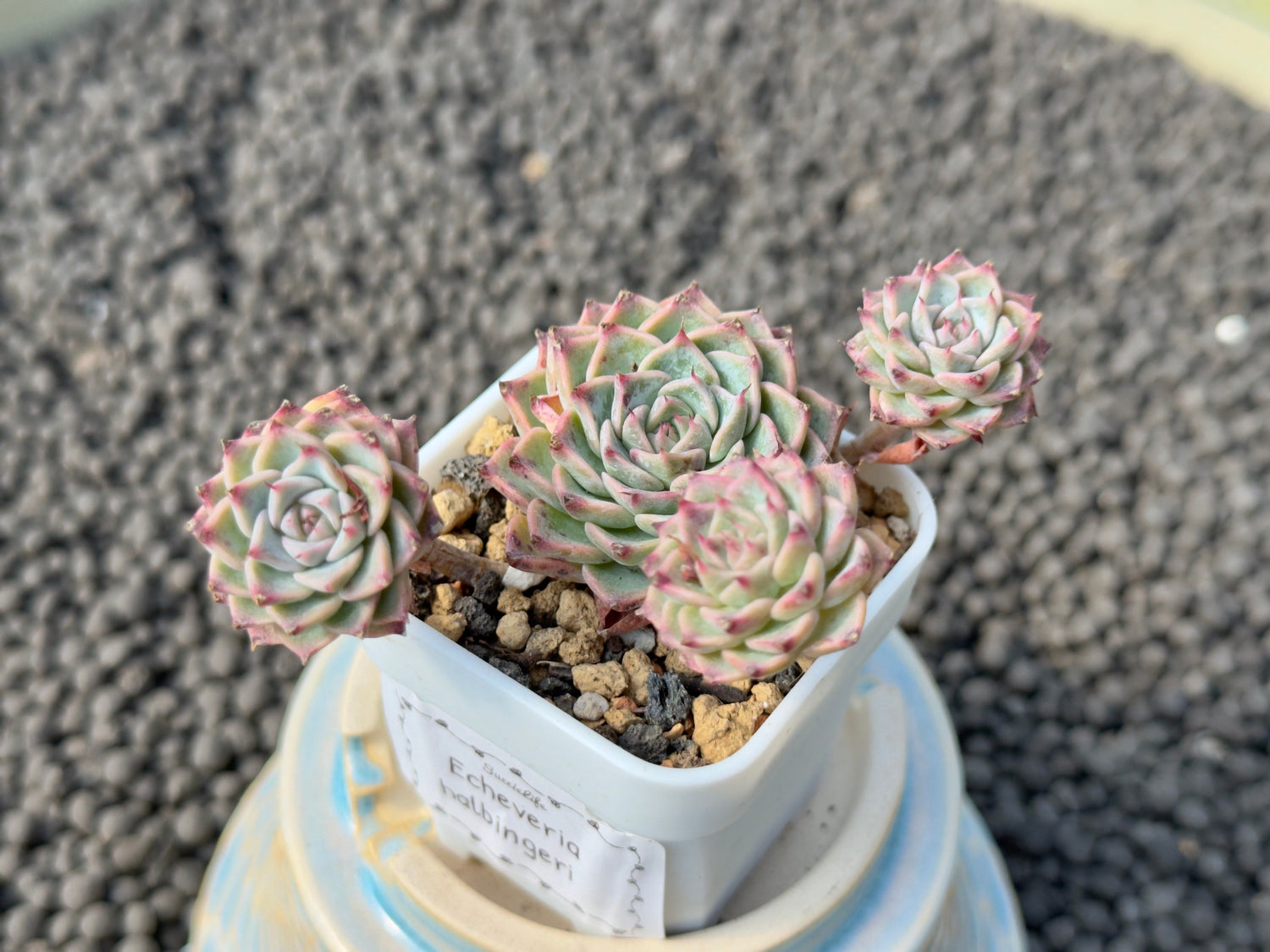 Echeveria halbingeri Imported Succulent Plant
