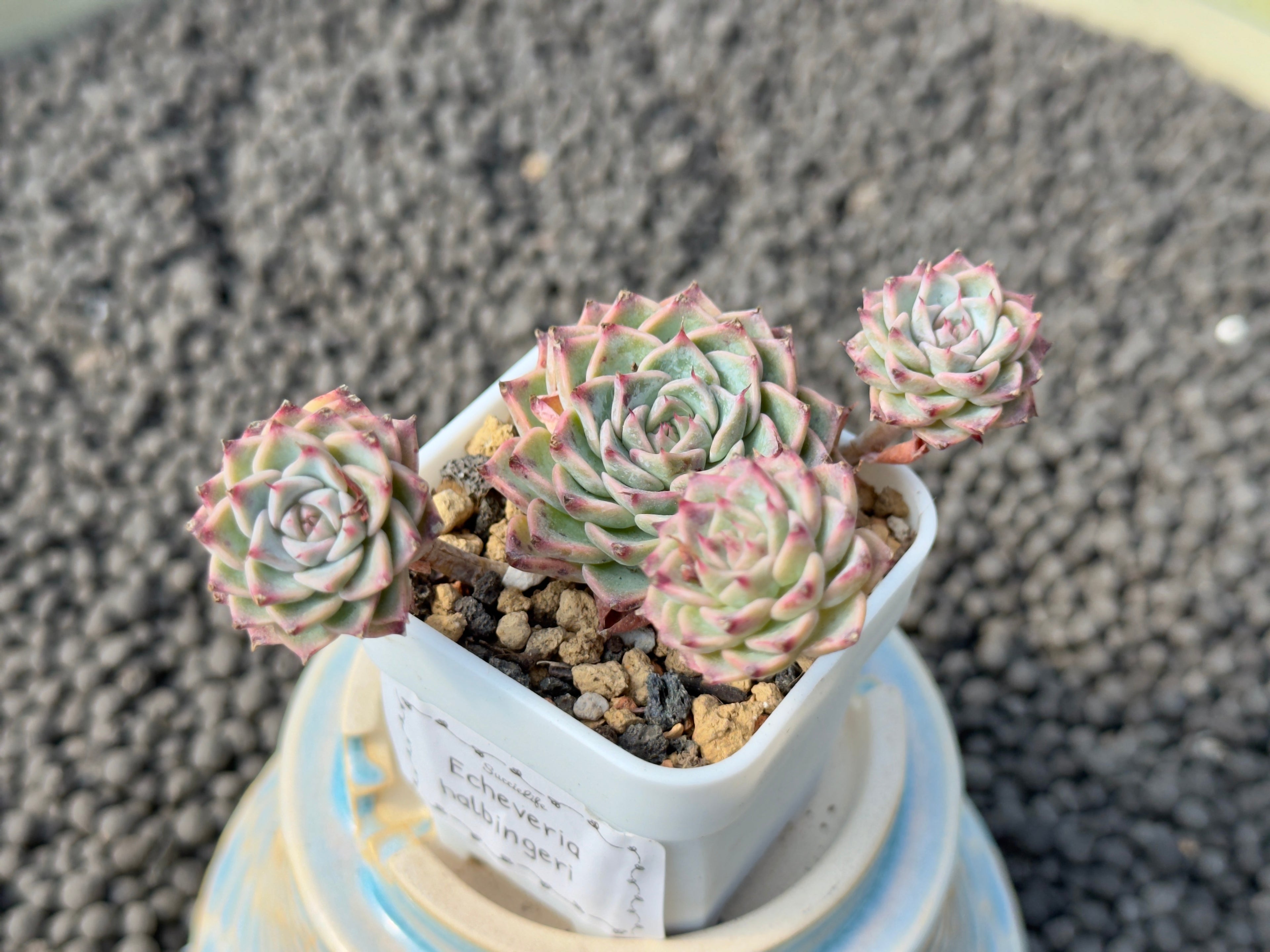 Echeveria halbingeri Imported Succulent Plant