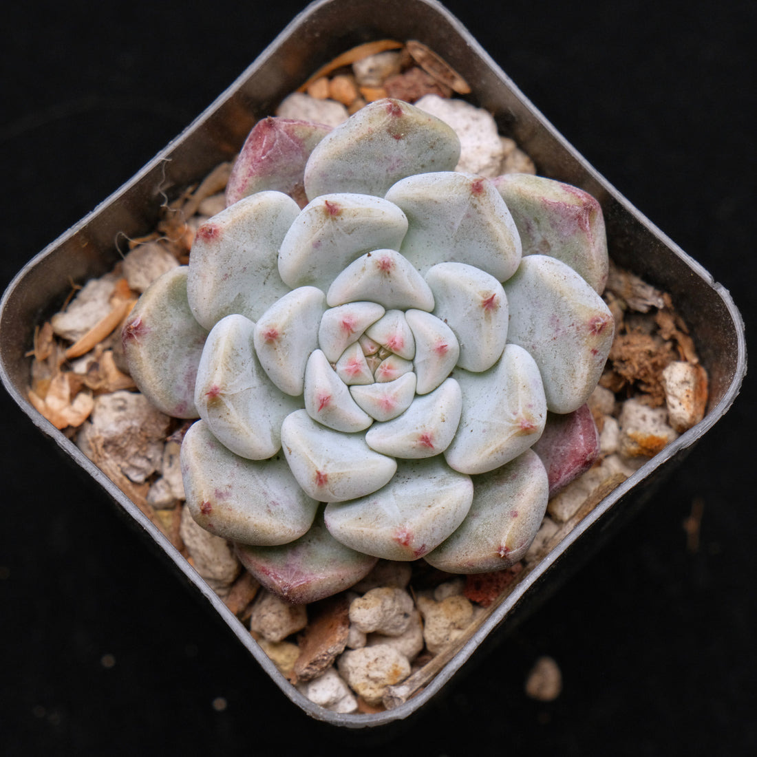 Echeveria Sato Korean Succulent Plant *Rare* Changhee hybrid