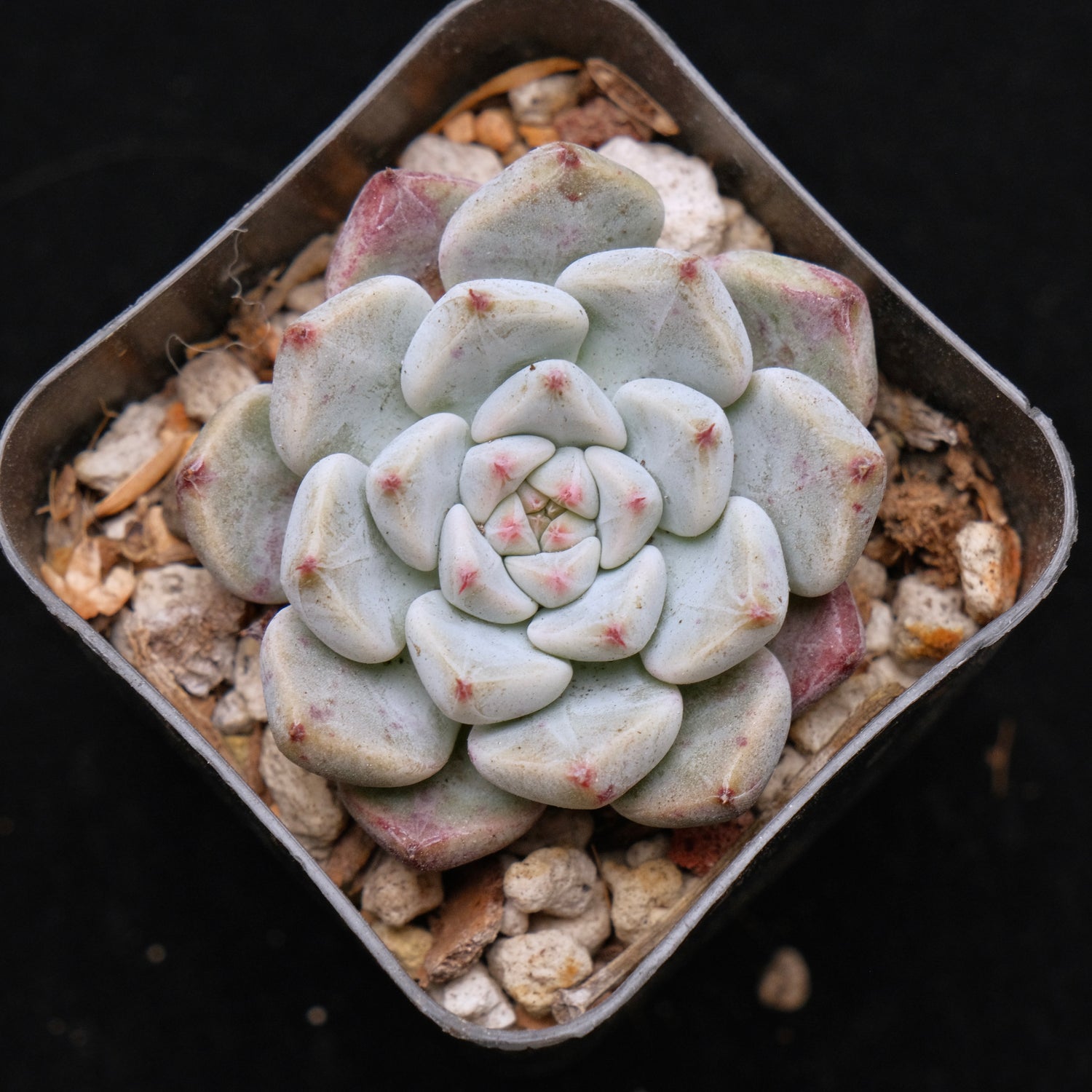 Echeveria Sato Korean Succulent Plant *Rare* Changhee hybrid