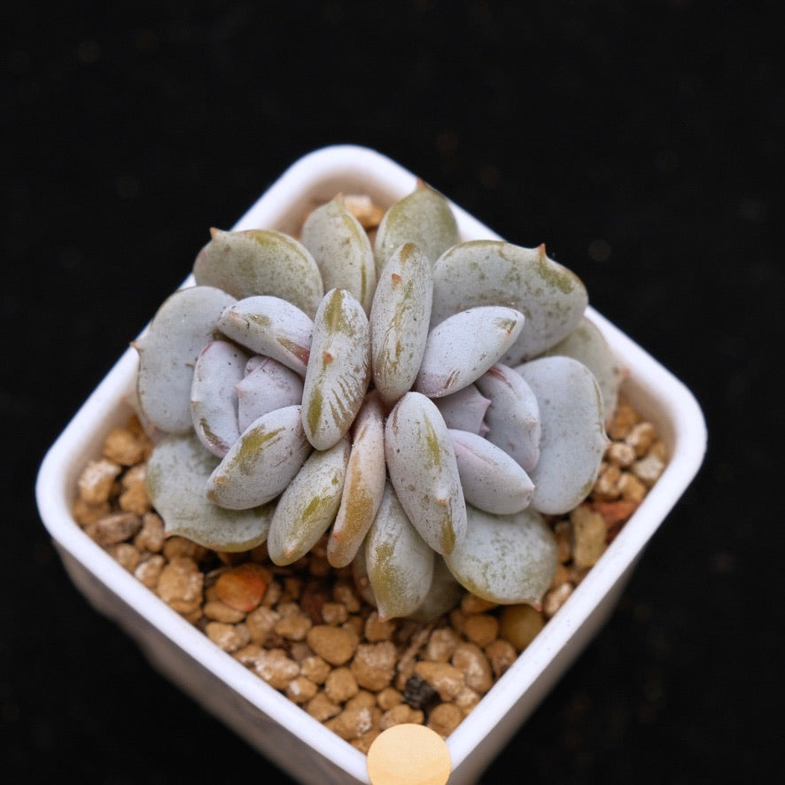 Echeveria Milk Purple Baby Korean Succulent Plant Changhee hybrid