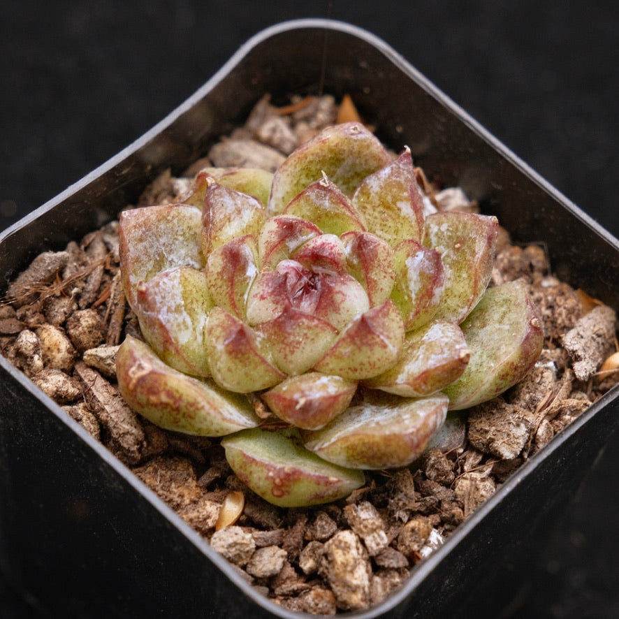 Echeveria Power Gem Korean Succulent Plant
