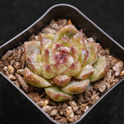 Echeveria Power Gem Korean Succulent Plant