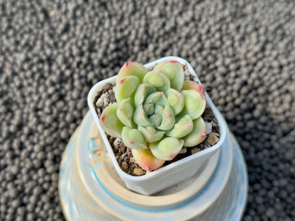Echeveria Albidrops Korean Succulent Plant