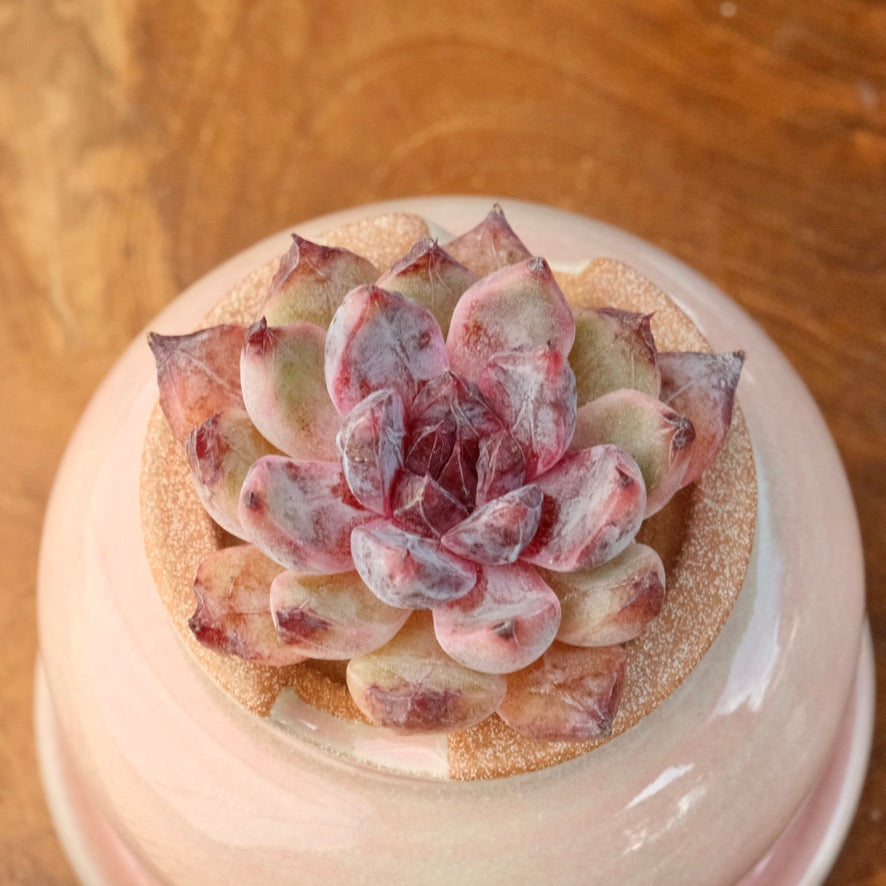 Echeveria Zaragoza Jelly Korean Succulent Plant
