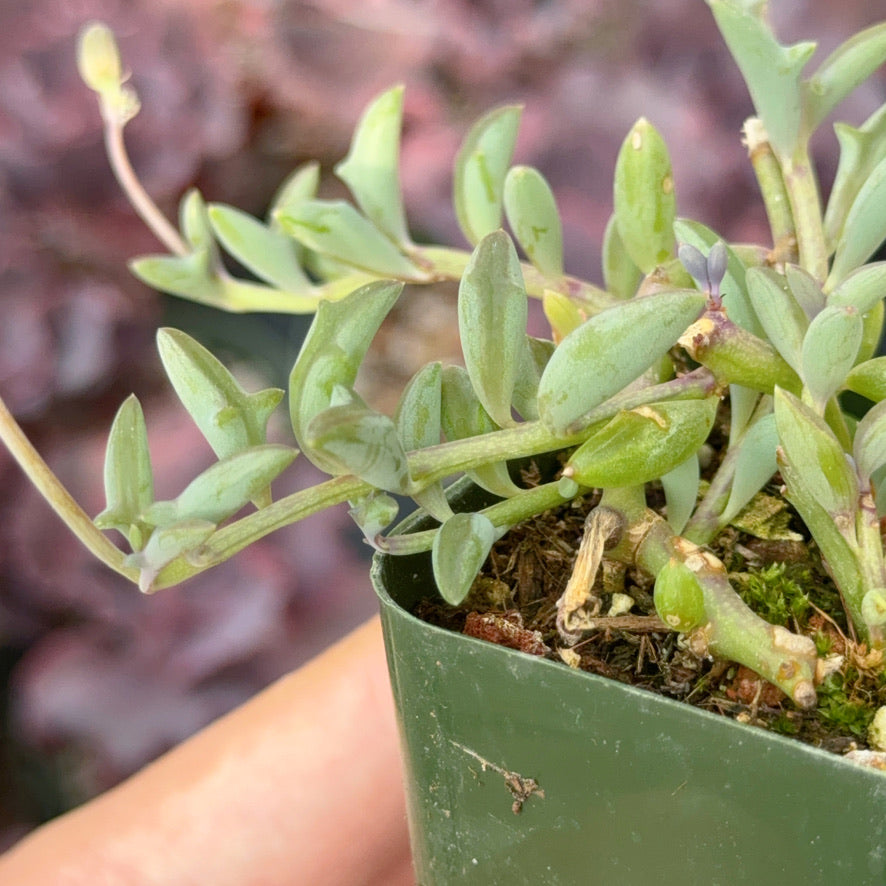 Senecio String of Dolphins Succulent Plant