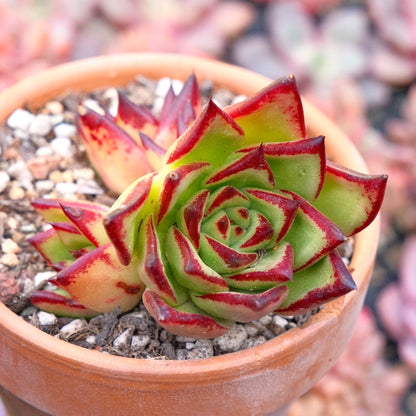 Echeveria agavoides Lipstick Succulent Plant