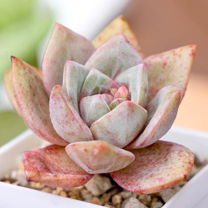 Echeveria German Champagne Korean Succulent Plant