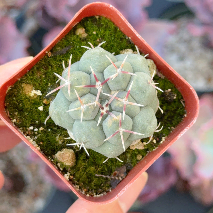Thelocactus hexaedrophorus Succulent Plant