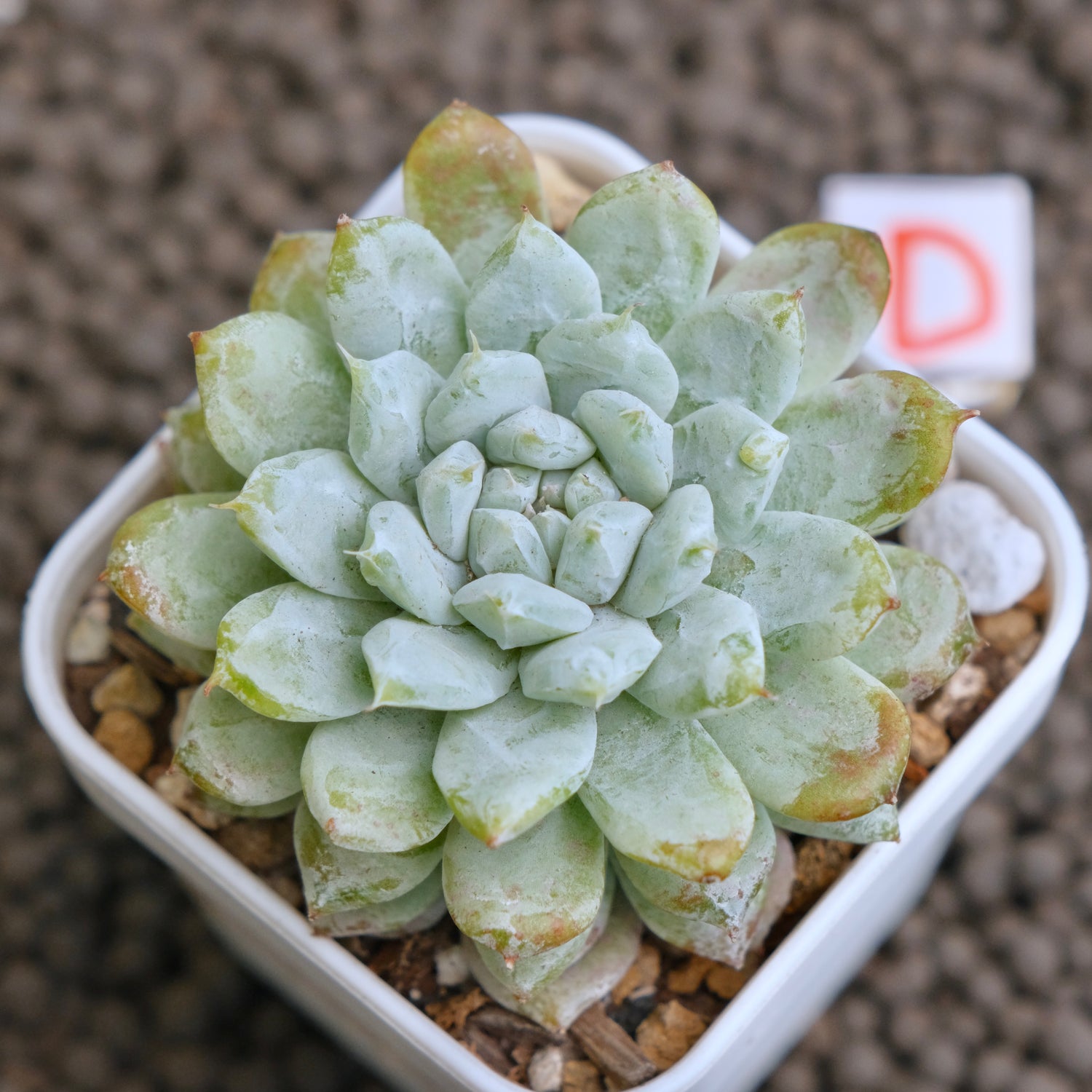 Echeveria Snow Peak Korean Succulent Plant - C