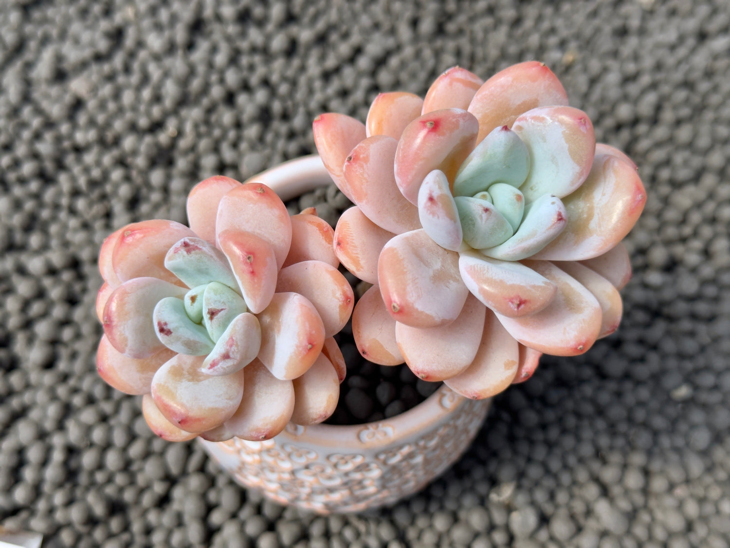 Echeveria Star Snow Double Imported Succulent Plant