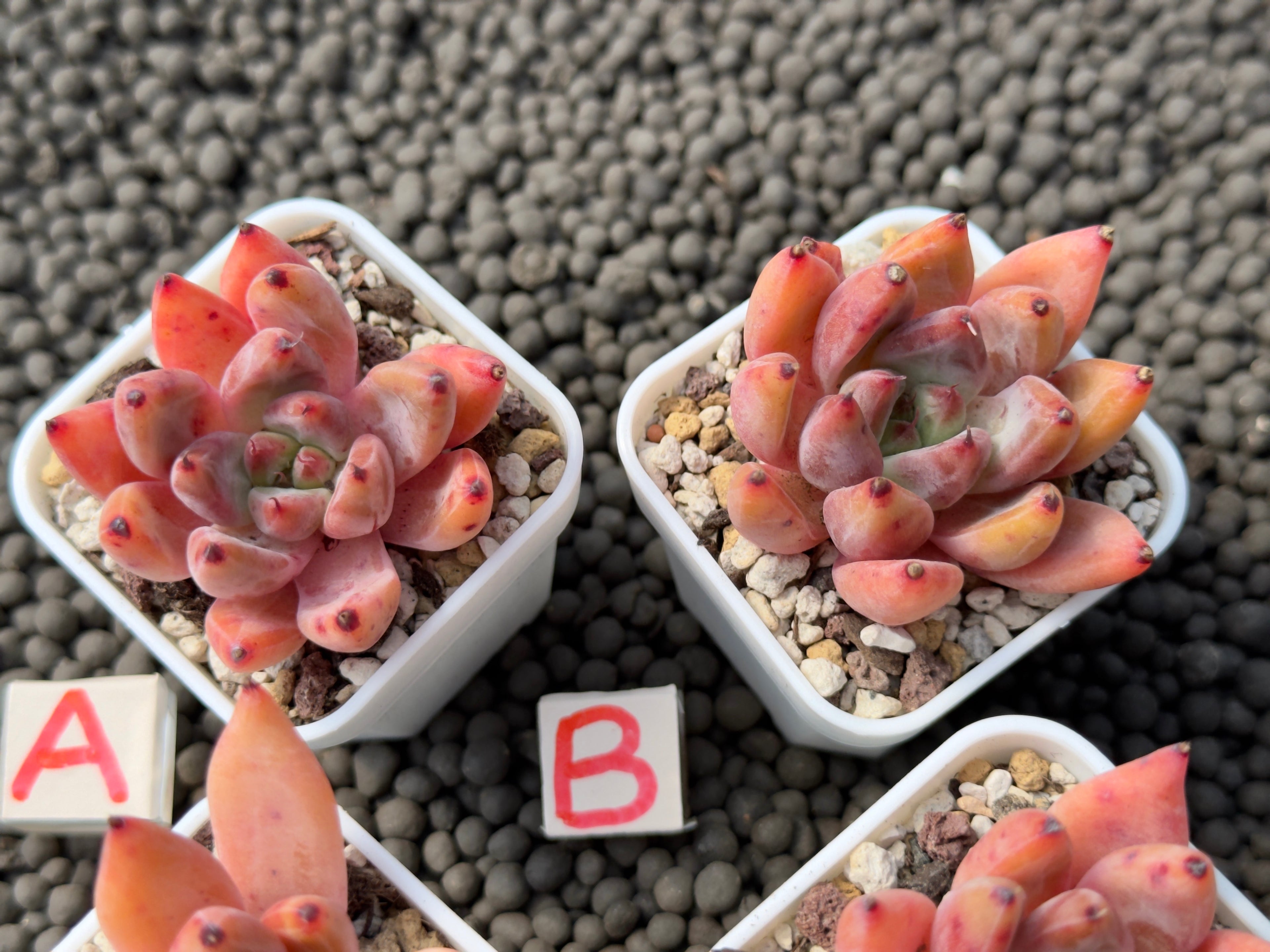 Echeveria Chelsea Korean Succulent Plant Hwaga Hybrid