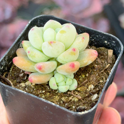 Sedum clavatum Succulent Plant