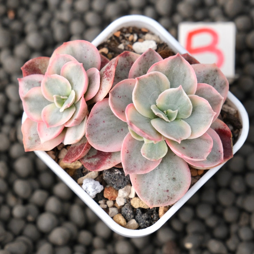Variegated Echeveria Suyon Korean Succulent Plant