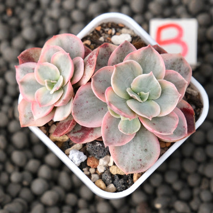 Variegated Echeveria Suyon Korean Succulent Plant