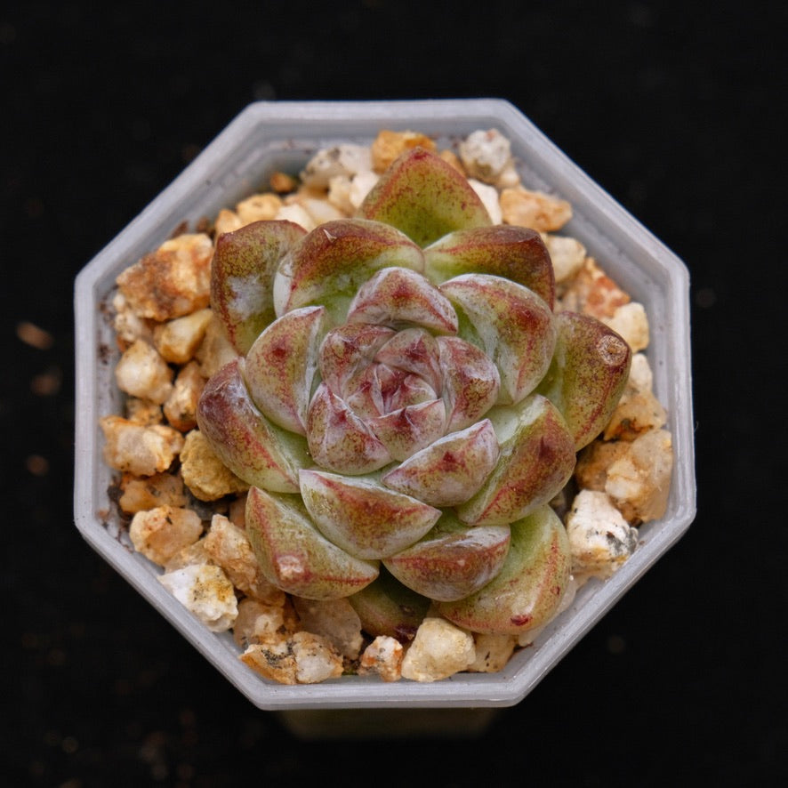 Echeveria Black Rose hybrid Korean Succulent Plant