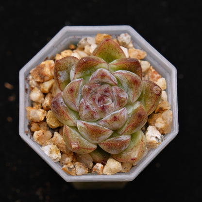 Echeveria Black Rose hybrid Korean Succulent Plant