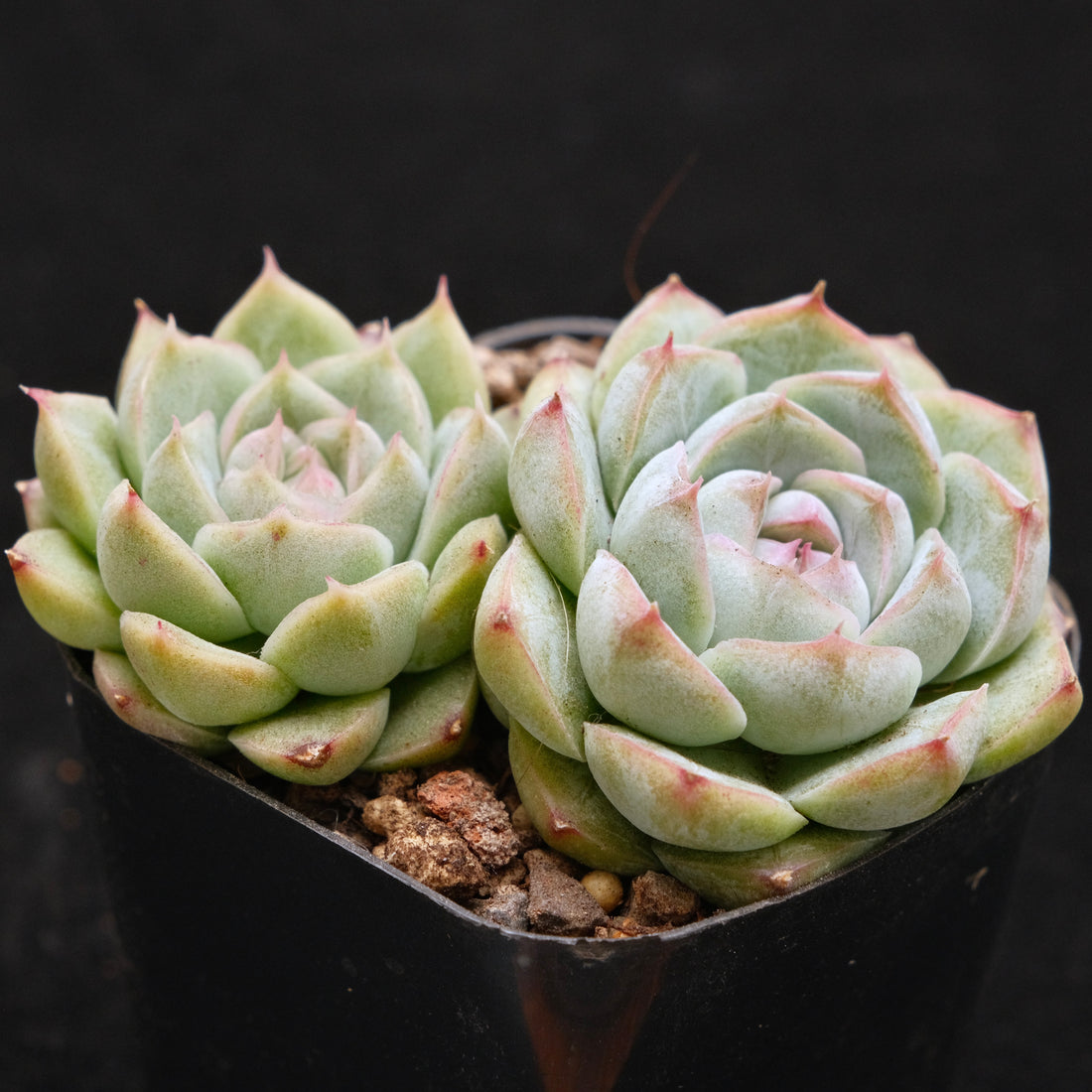 Echeveria Crystal Cream Korean Succulent Plant