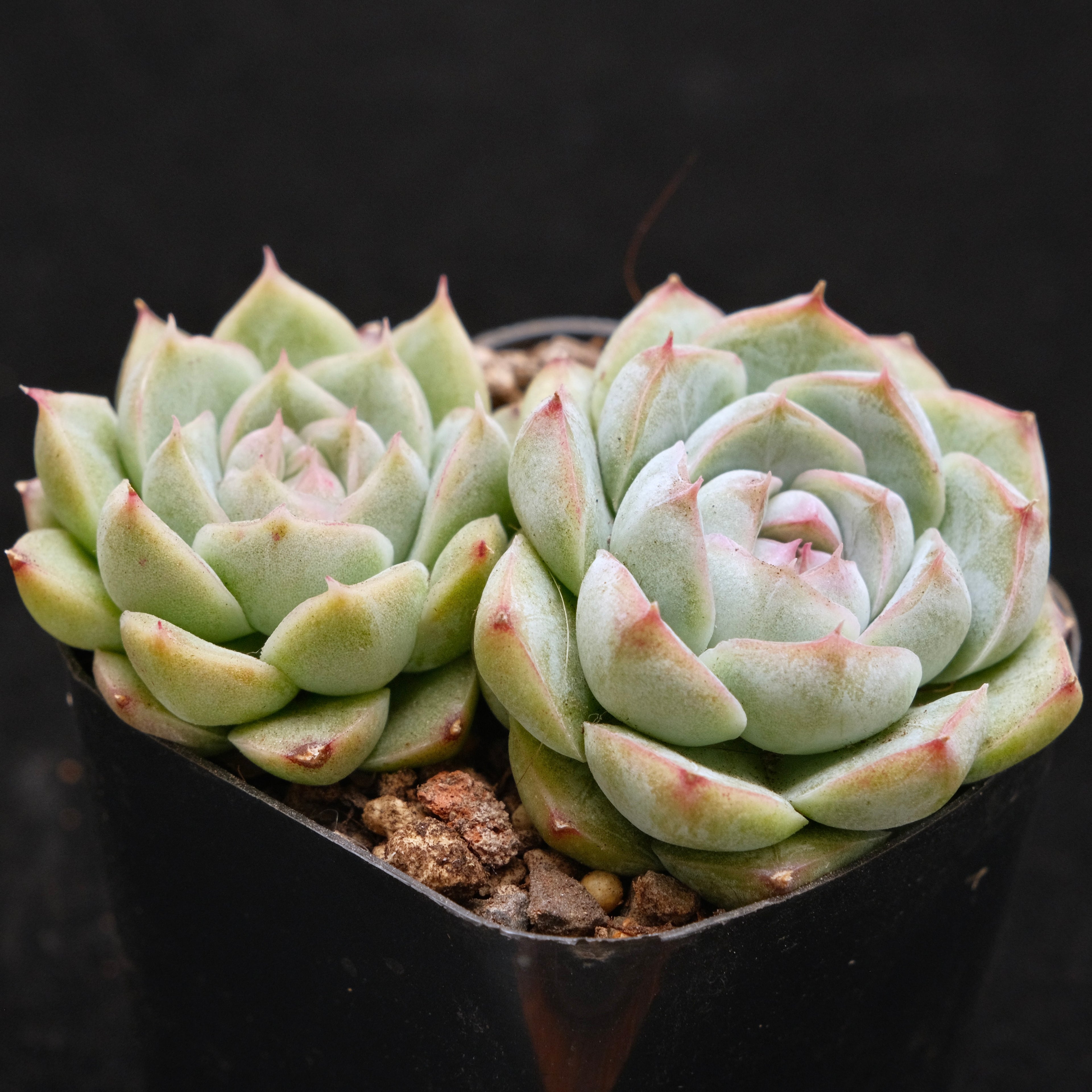 Echeveria Crystal Cream Korean Succulent Plant