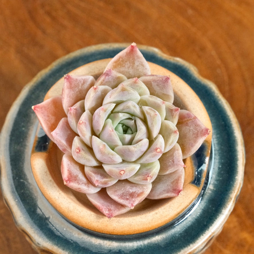 Echeveria Lilac Card Korean Succulent Plant Changhee hybrid