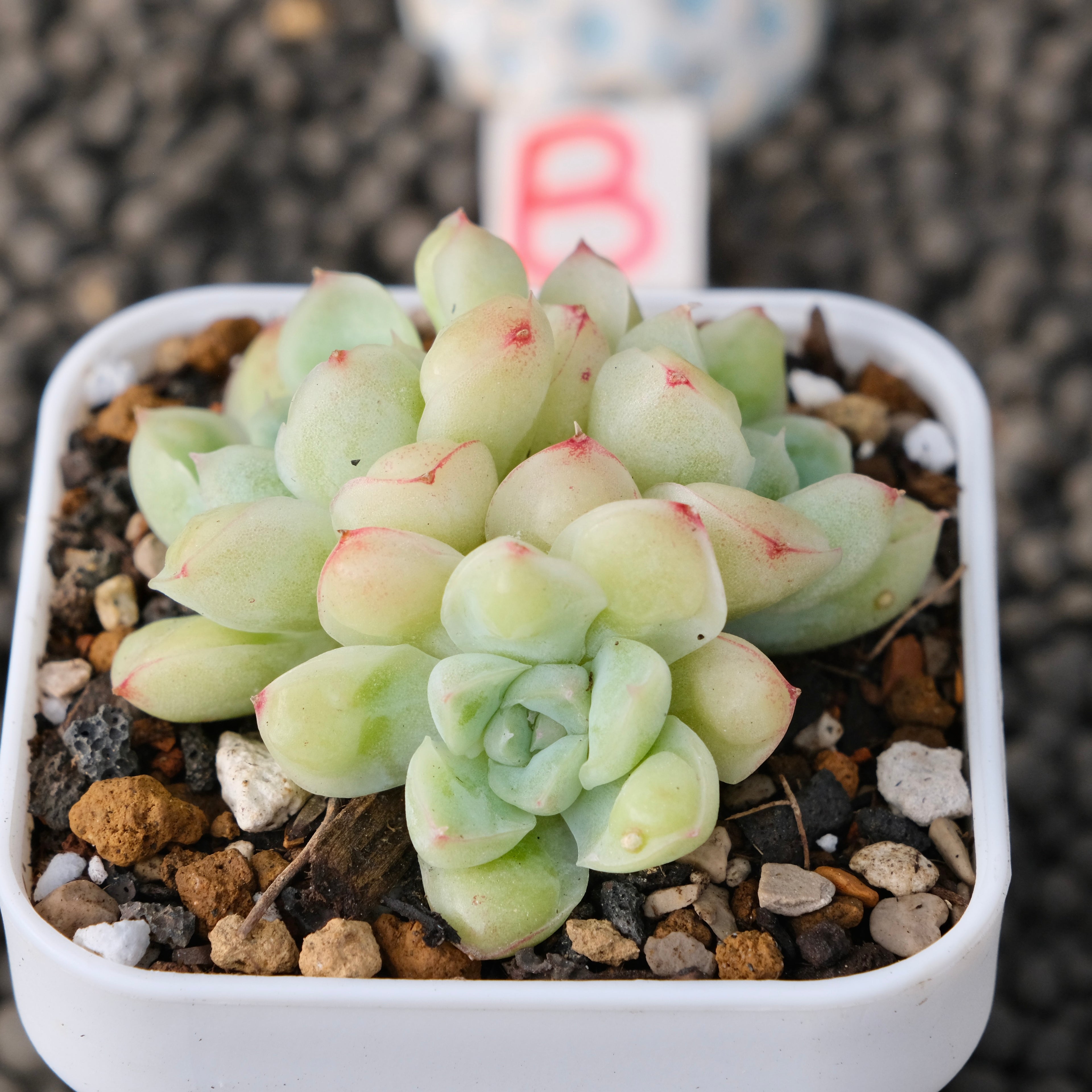 Echeveria Albidrops Korean Succulent Plant