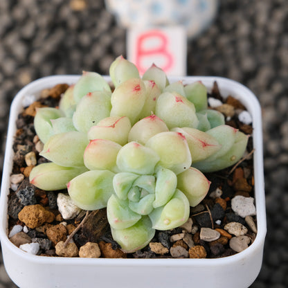 Echeveria Albidrops Korean Succulent Plant
