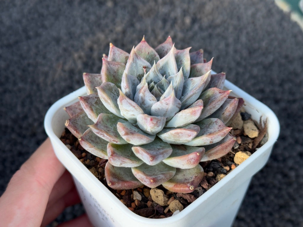 Echeveria Moire Korean Succulent Plant Changhee Hybrid