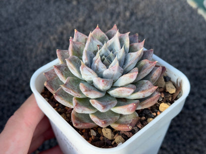 Echeveria Moire Korean Succulent Plant Changhee Hybrid