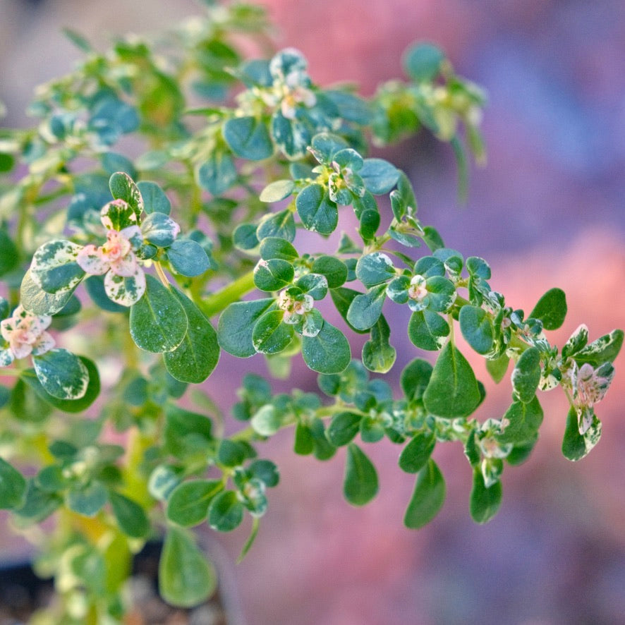 Pilea microphylla variegata Succulent Plant