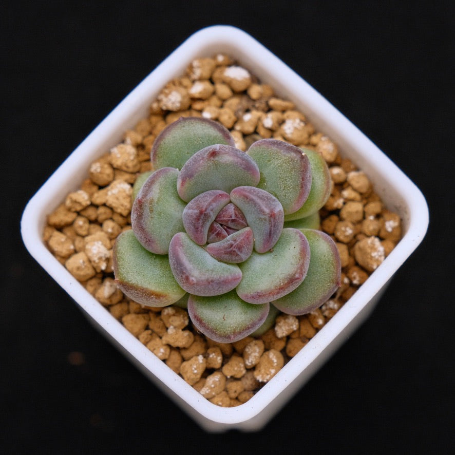 Echeveria Boracay baby Korean Succulent Plant