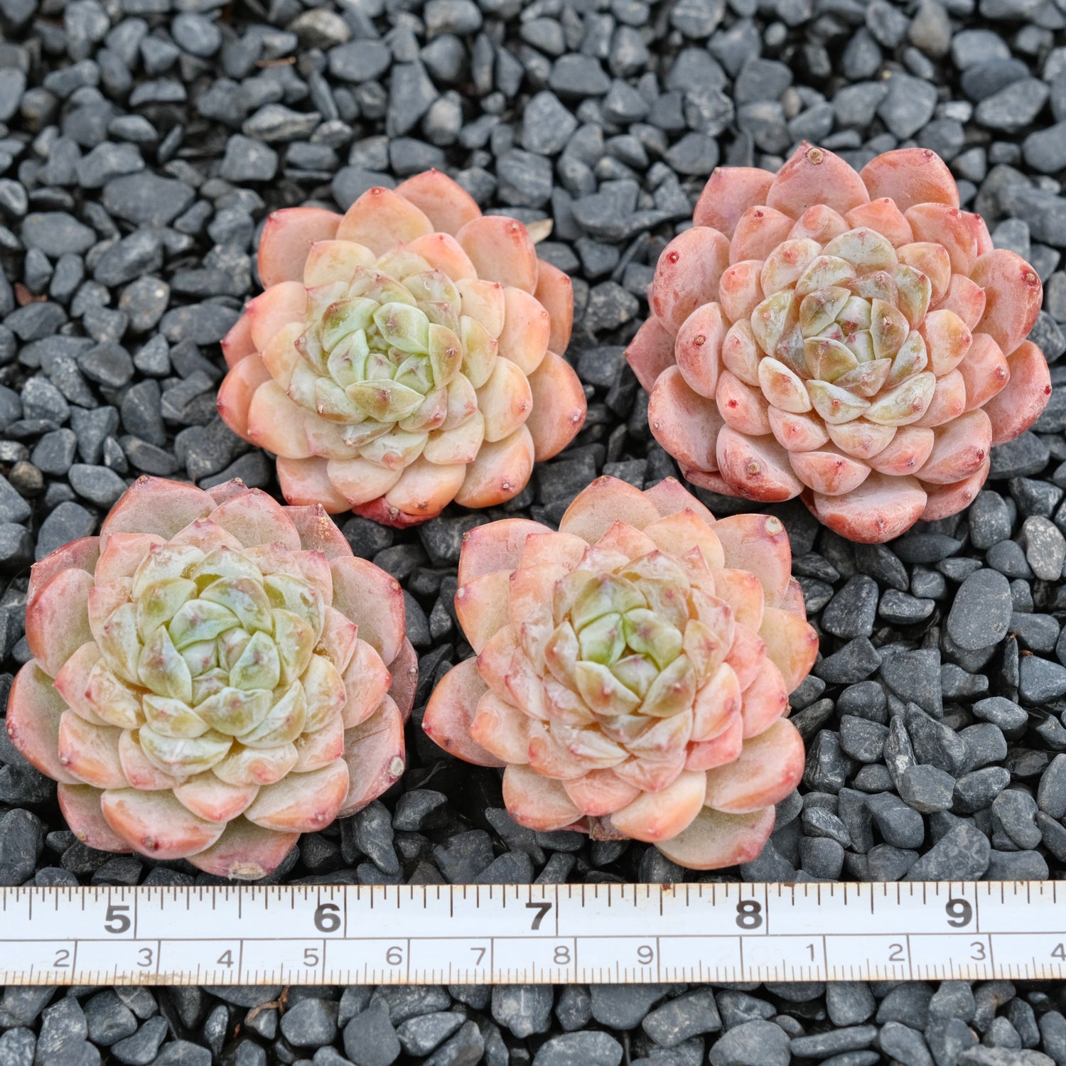 Echeveria Ice Grape Imported Succulent Plant