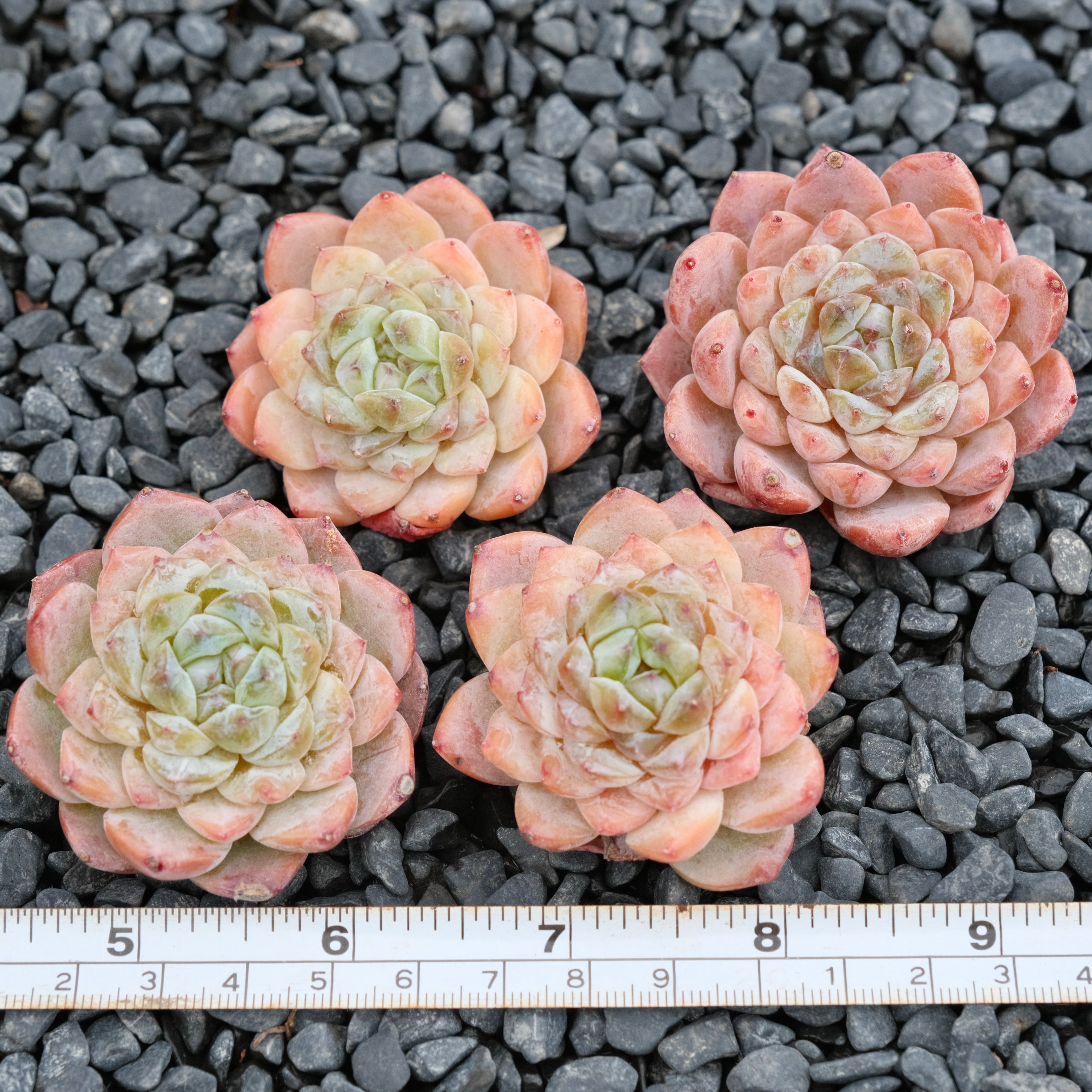 Echeveria Ice Grape Imported Succulent Plant