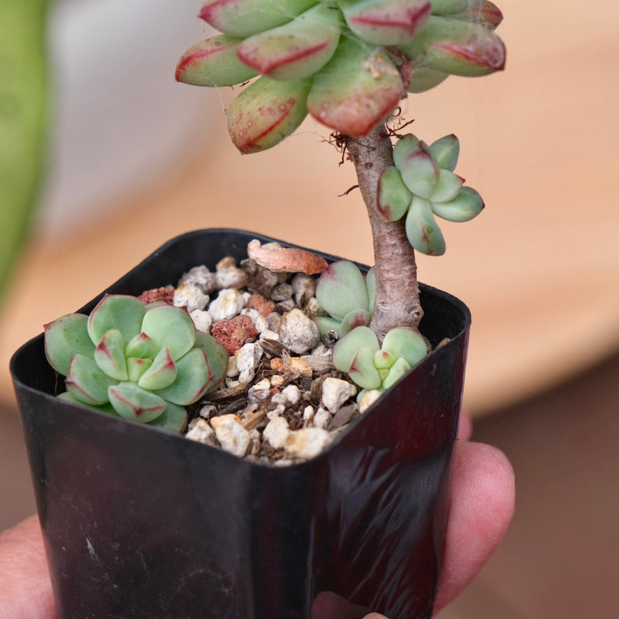 Echeveria Tango Korean Succulent Plant