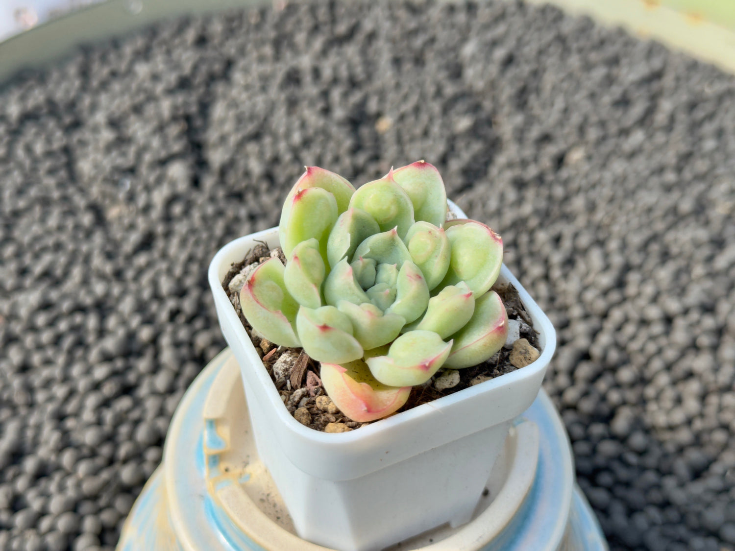 Echeveria Albidrops Korean Succulent Plant