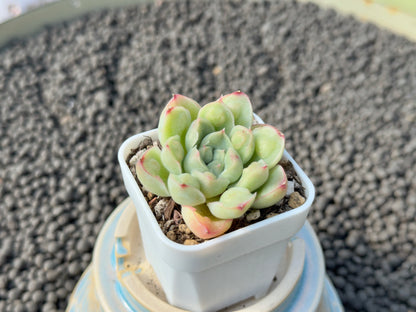 Echeveria Albidrops Korean Succulent Plant