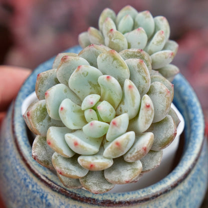 Echeveria Monroe hybrid Imported Succulent Plant