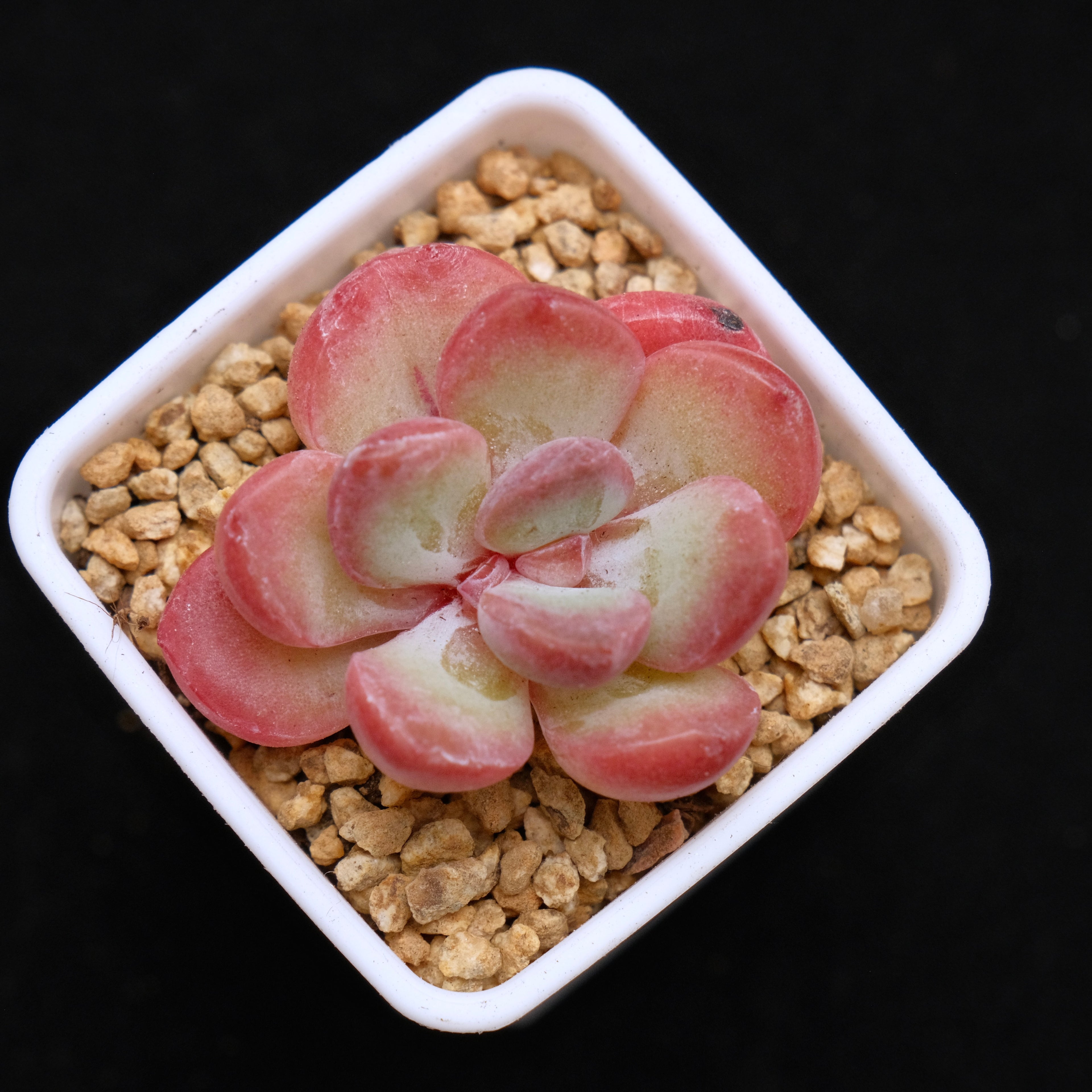 Echeveria Yves Saint Rose Korean Succulent Plant