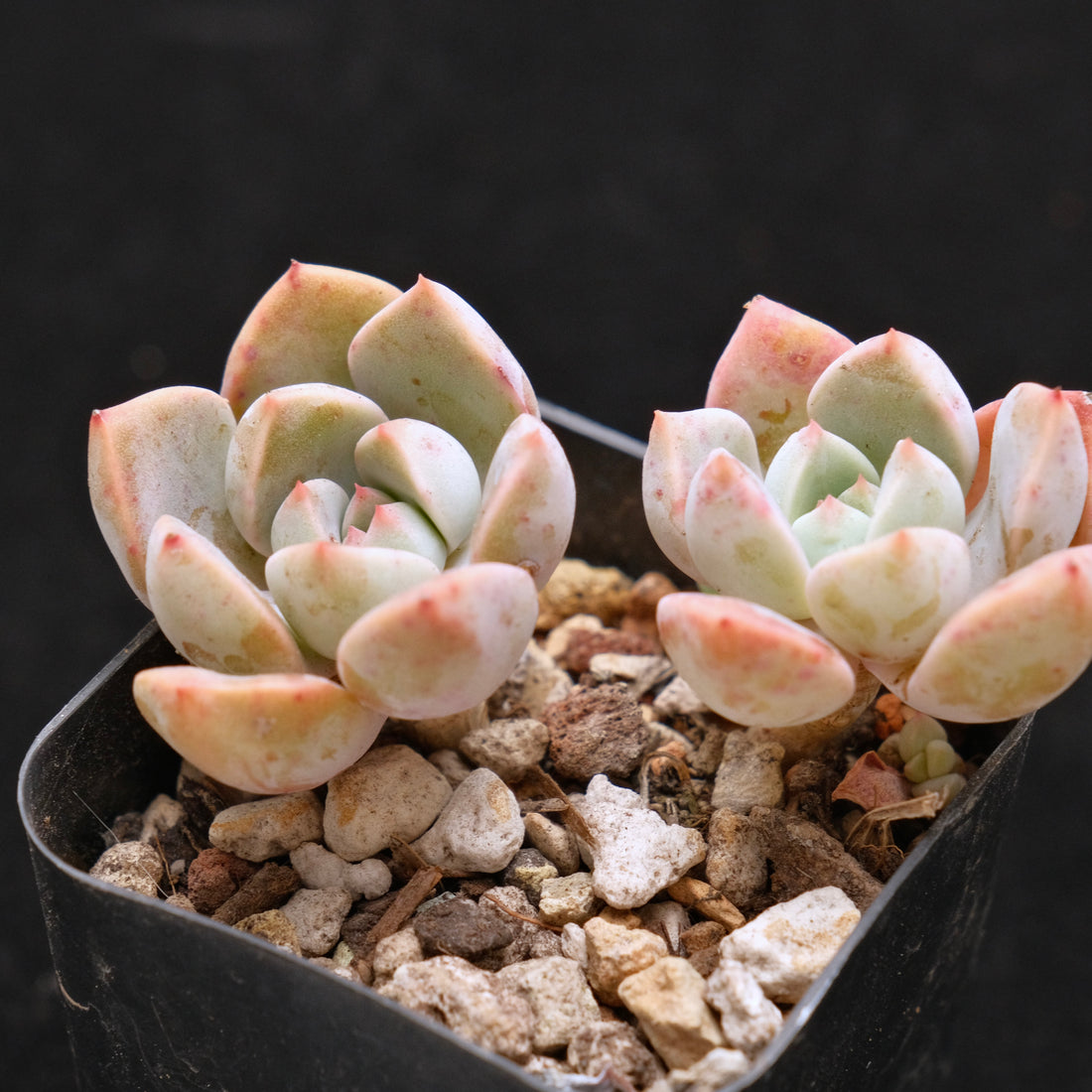 Echeveria Pretty in Pink Korean Succulent Plant