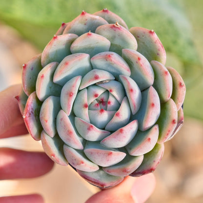 Echeveria J Crown Korean Succulent Plant Changhee hybrid