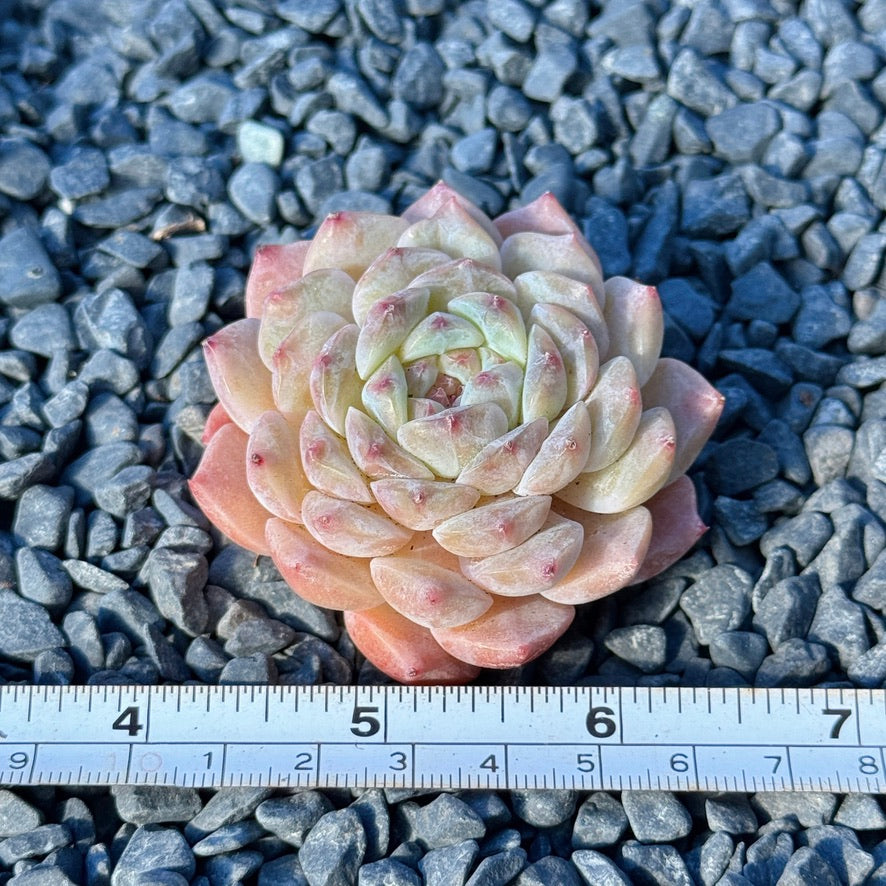 Echeveria Amber Succulent Plant B