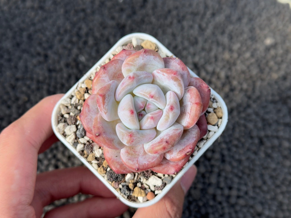 Echeveria Monroe Imported Succulent Plant