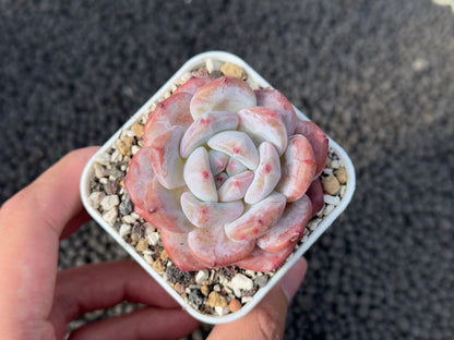 Echeveria Monroe Imported Succulent Plant