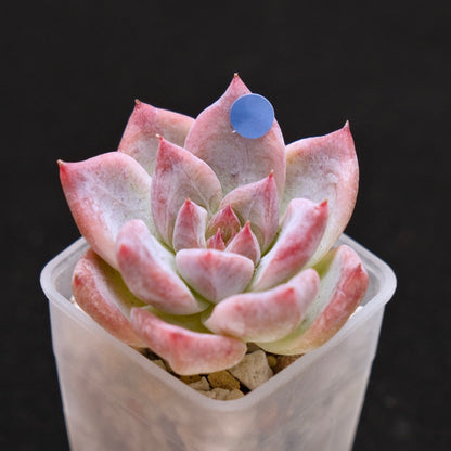 Echeveria Midnight Korean Succulent Plant