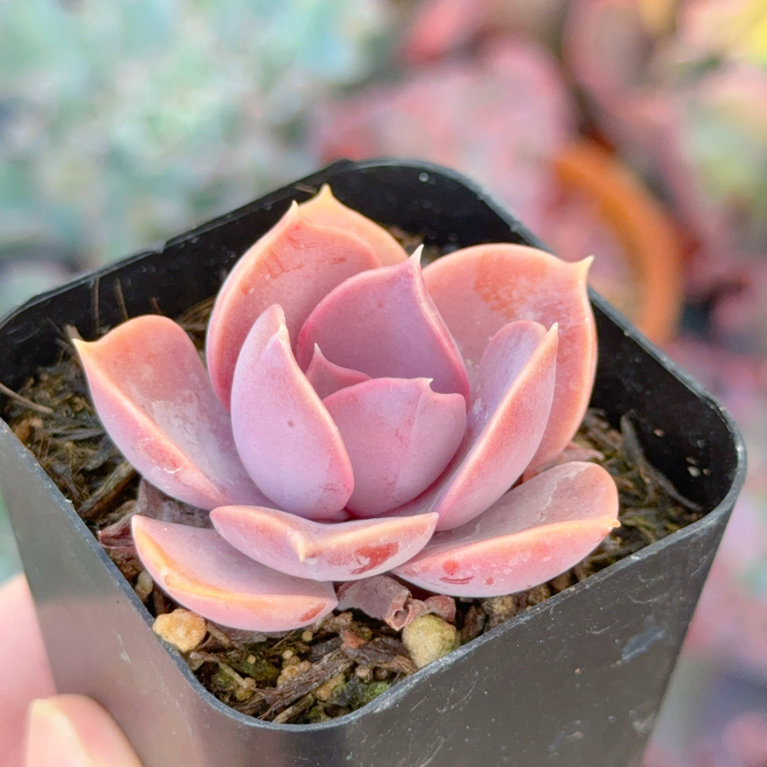 Echeveria Purple Perle Succulent Plant